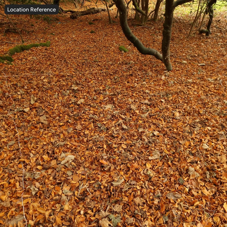 Autumn Forest Leaves Ground Texture