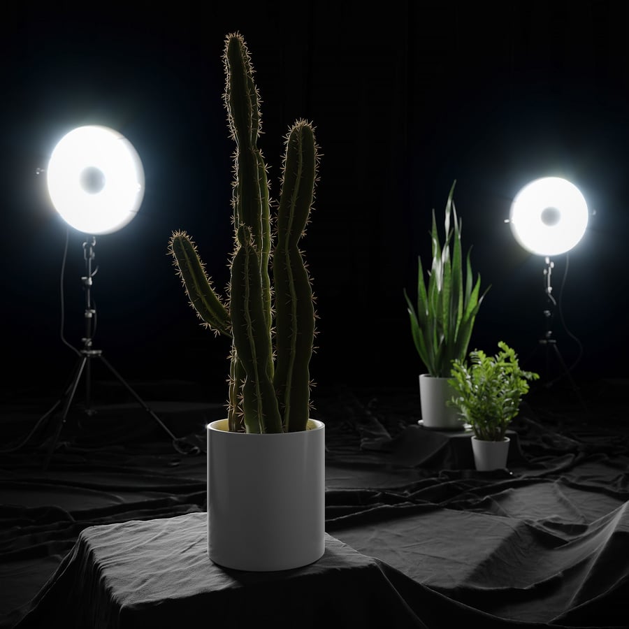Modelo de planta de cacto saguaro