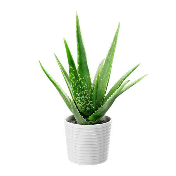 Model Tanaman Pot Lidah Buaya Sukulen