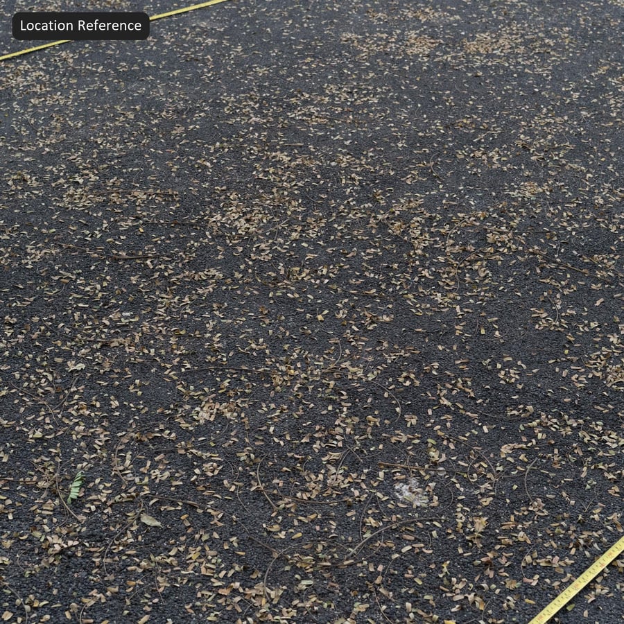 Texture de feuilles mortes sur asphalte, gris