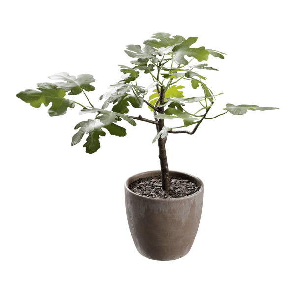 Small Potted Fig Plant Model