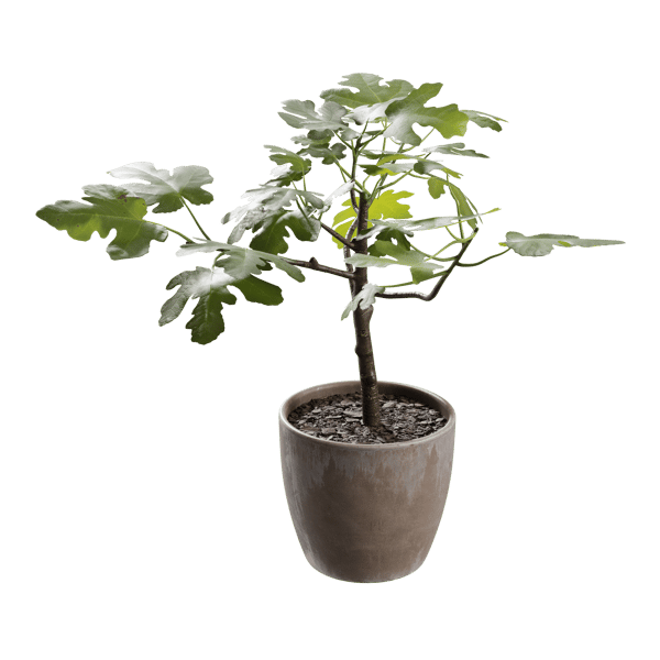 小盆栽無花果模型