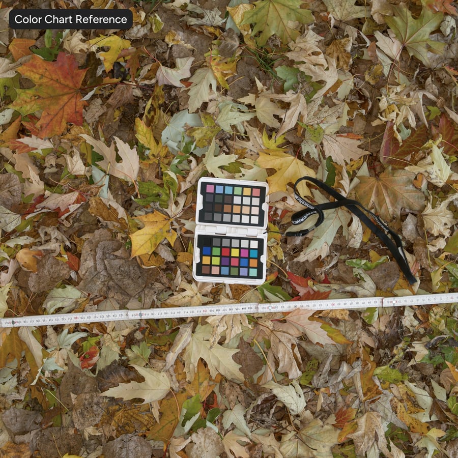 Feuilles d'érable denses d'automne sur le sol Texture