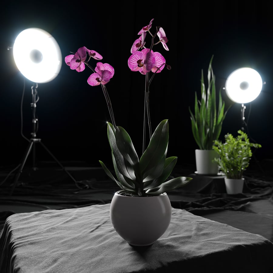 Modelo de planta de orquídea, roxo