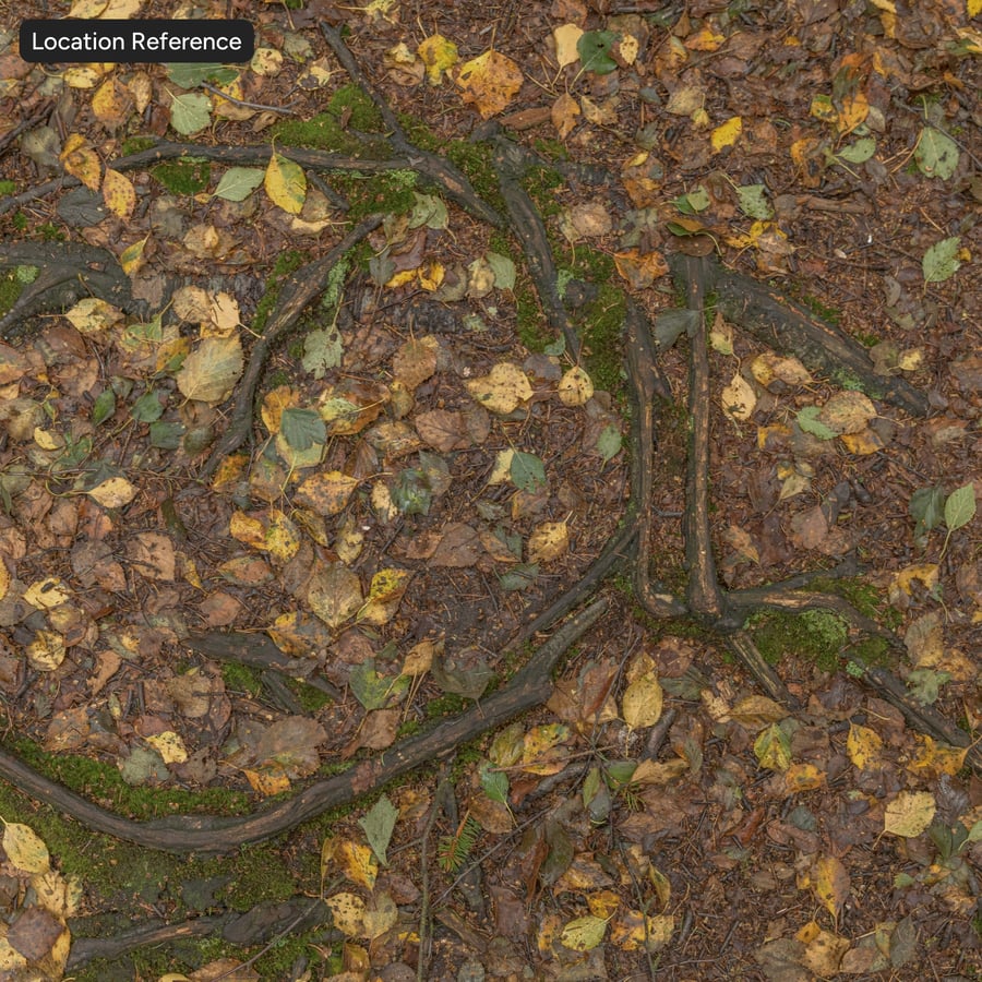 Tree Roots and Leaves Forest Texture