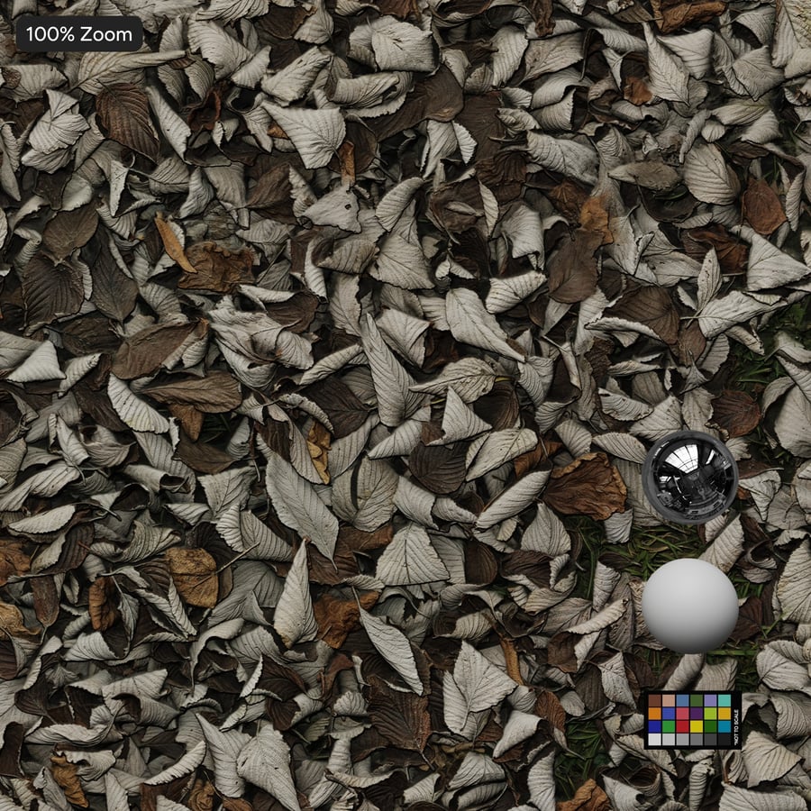 Texture des feuilles tombées sur le sol