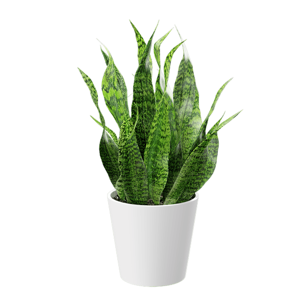 Planta serpiente corta Modelo maceta