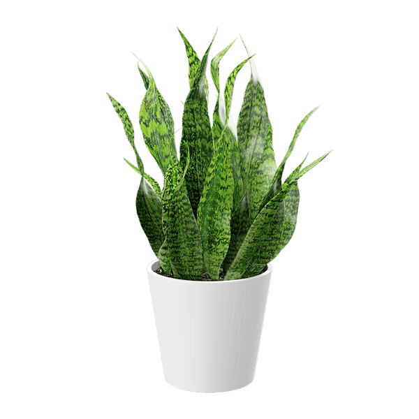 Short Snake Plant Potted Plant Model