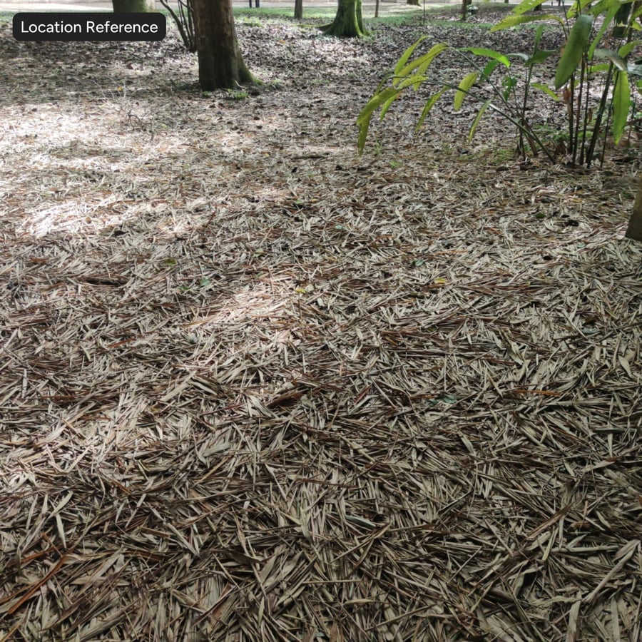 Textura de hojas de bambú caídas en el suelo