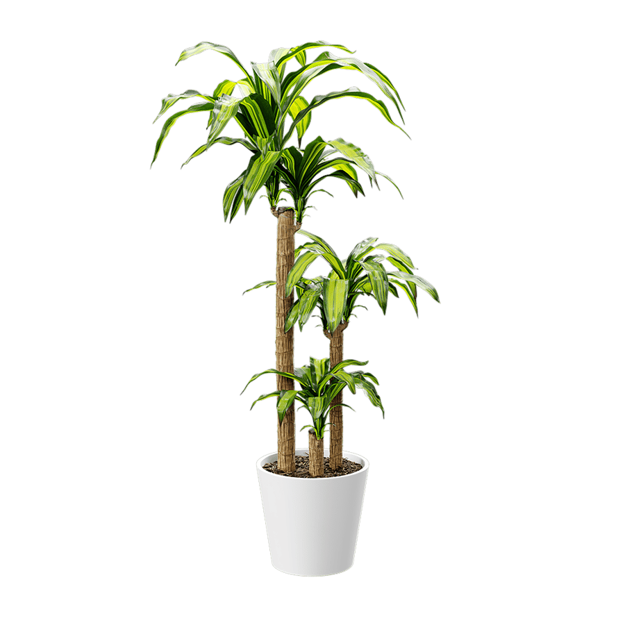 Dracaena Mass Cane Potted Plant Model