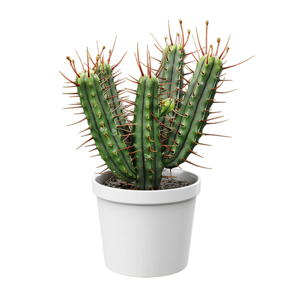 Euphorbia Cactus Modelo de planta em vaso