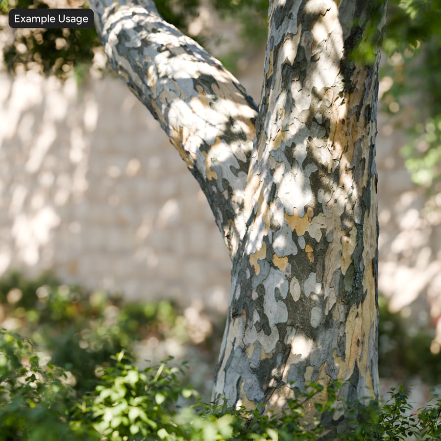 Bold Mottled Sycamore Bark Texture