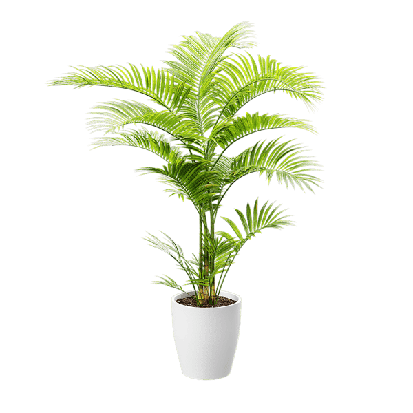 Modèle de plante en pot Parlor Palm