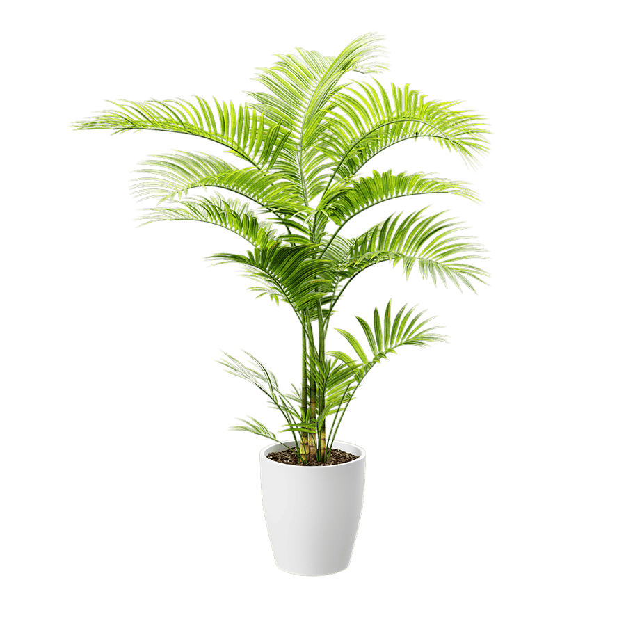 Parlor Palm Potted Plant Model