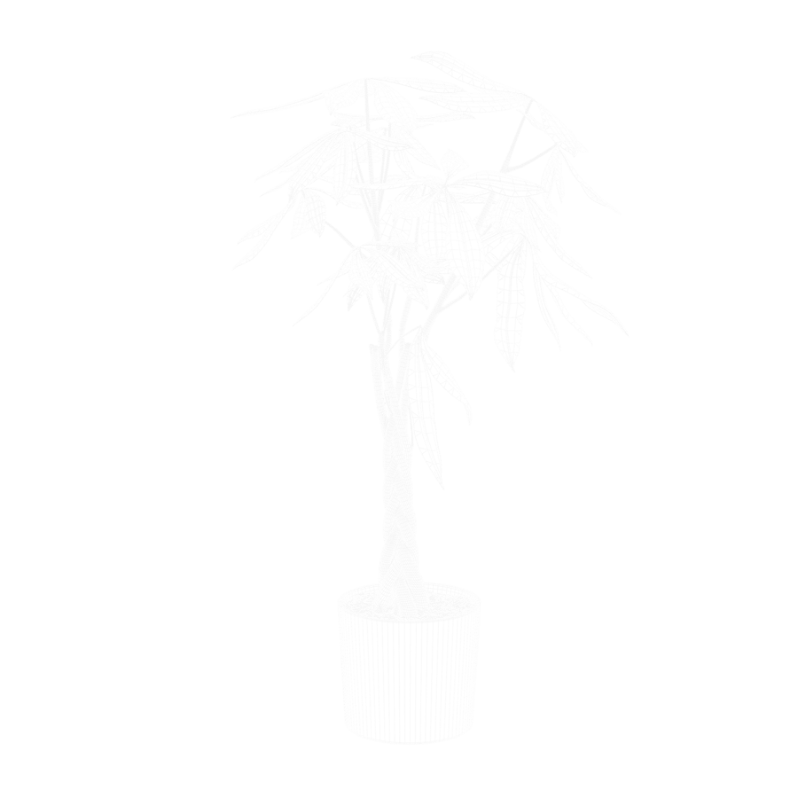 Money Tree Plant Model