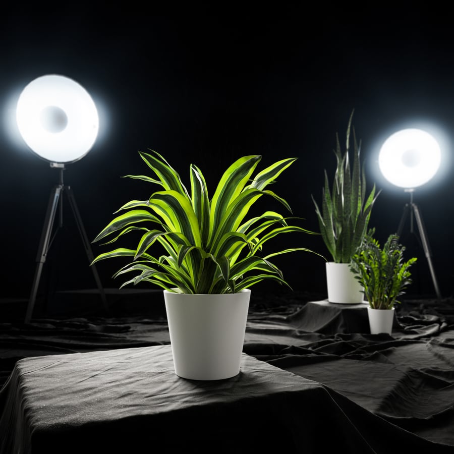 Planta em vaso Dracaena, Limão-Lima