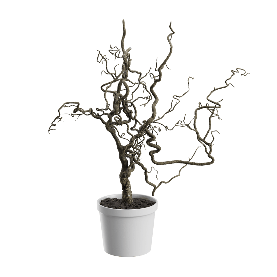 Corkscrew Hazel Branches Plant Model