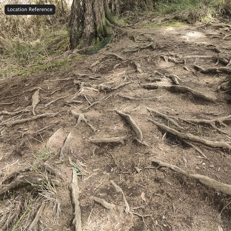 森の地面の木の根のテクスチャー