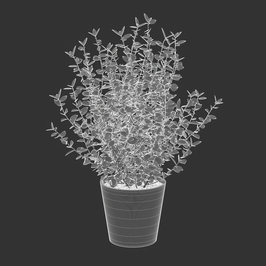 Planta jovem de eucalipto em vaso Modelo
