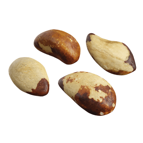 Raw Brazil Nuts Model
