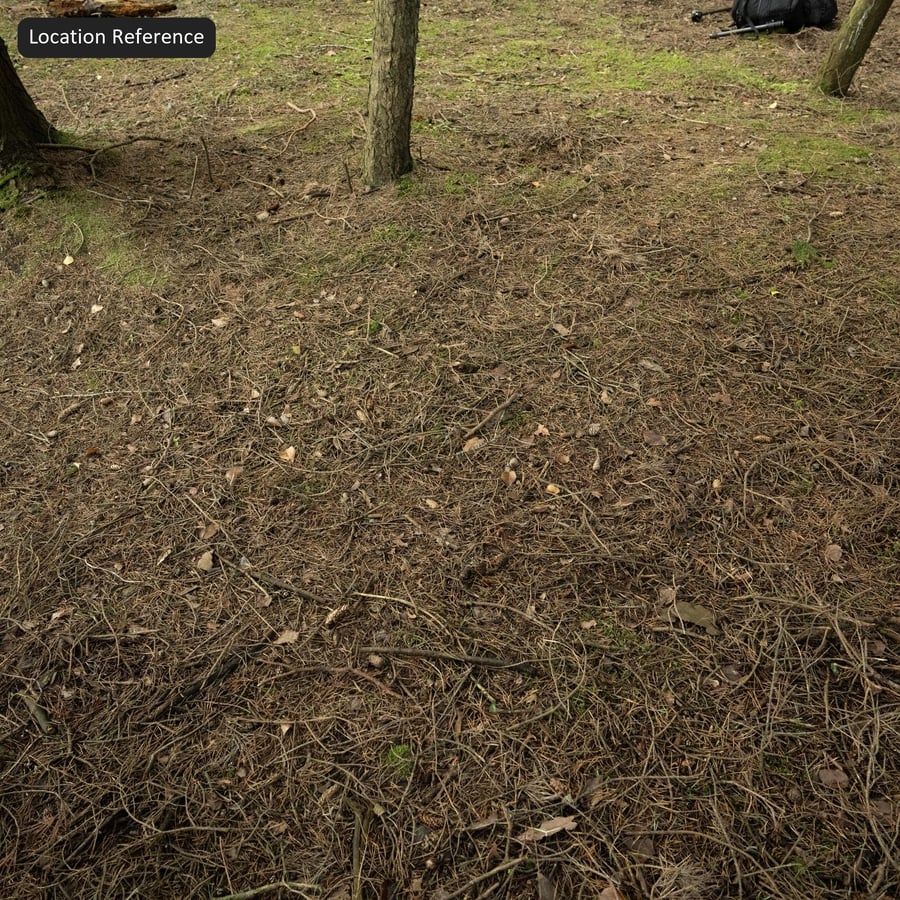 Lá thông khô trên kết cấu nền rừng