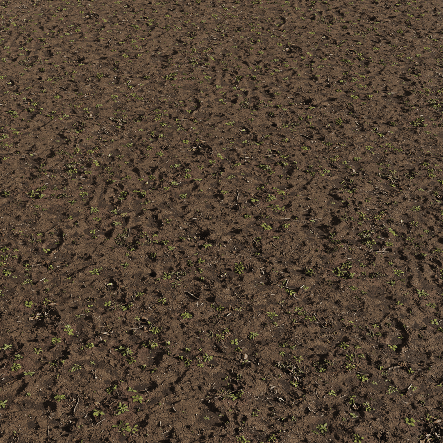 Bare Soil Forest Floor with Flowers Ground Texture