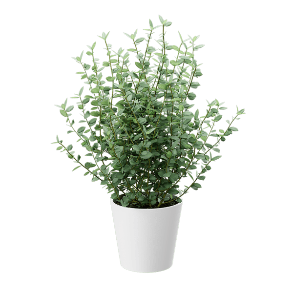 Planta jovem de eucalipto Modelo de planta em vaso
