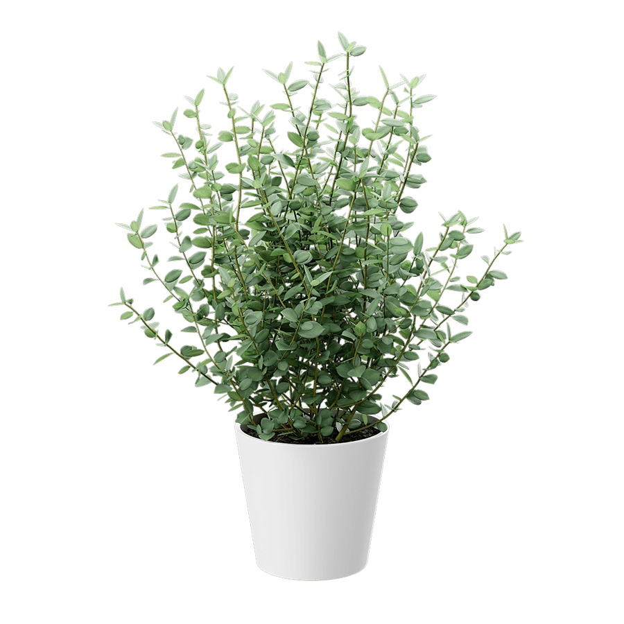 Young Eucalyptus Plant Potted Plant Model