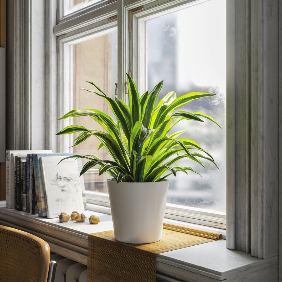 Planta em vaso Dracaena, Limão-Lima