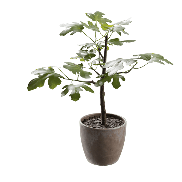 Medium Potted Fig Plant Model