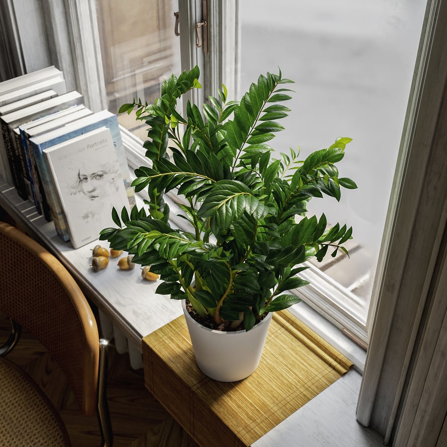 ZZ Zanzibar Gem Planta em vaso Modelo