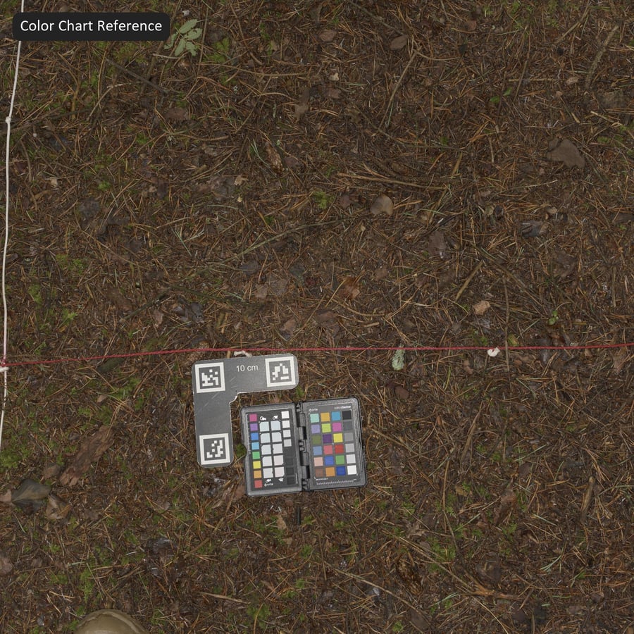 Texture du sol de la forêt sèche