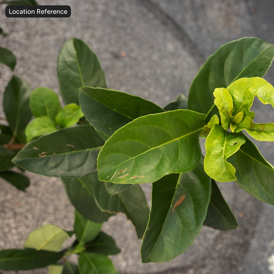 Viburnum Leaves Atlas