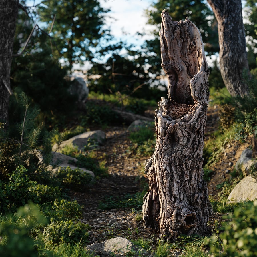 Tall Broken Gnarly Deciduous Stump Model