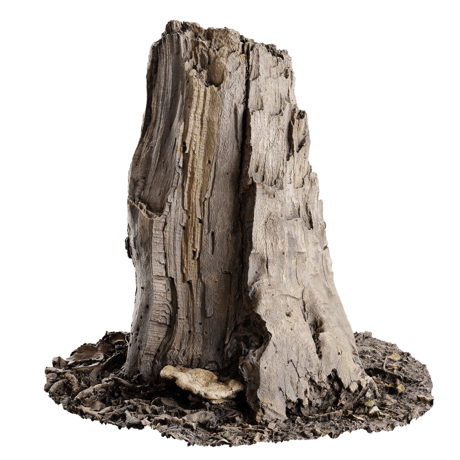 Medium Broken Damaged Stump Model