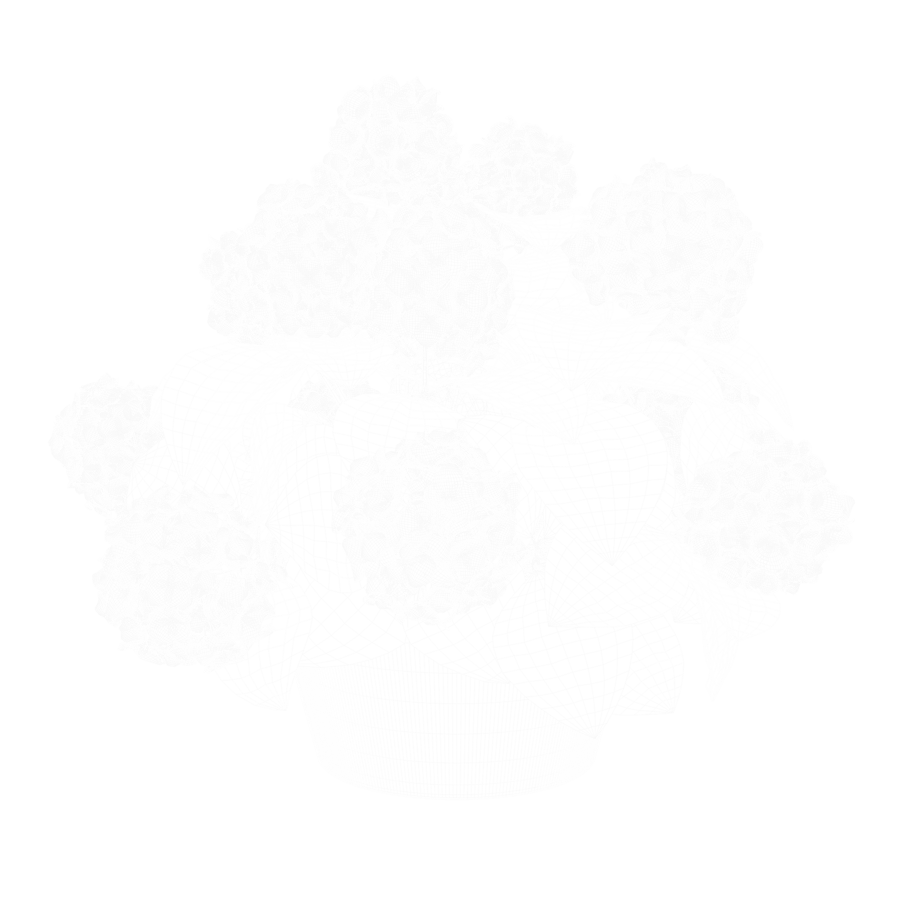 Modelo de planta de hortênsia Mophead, azul
