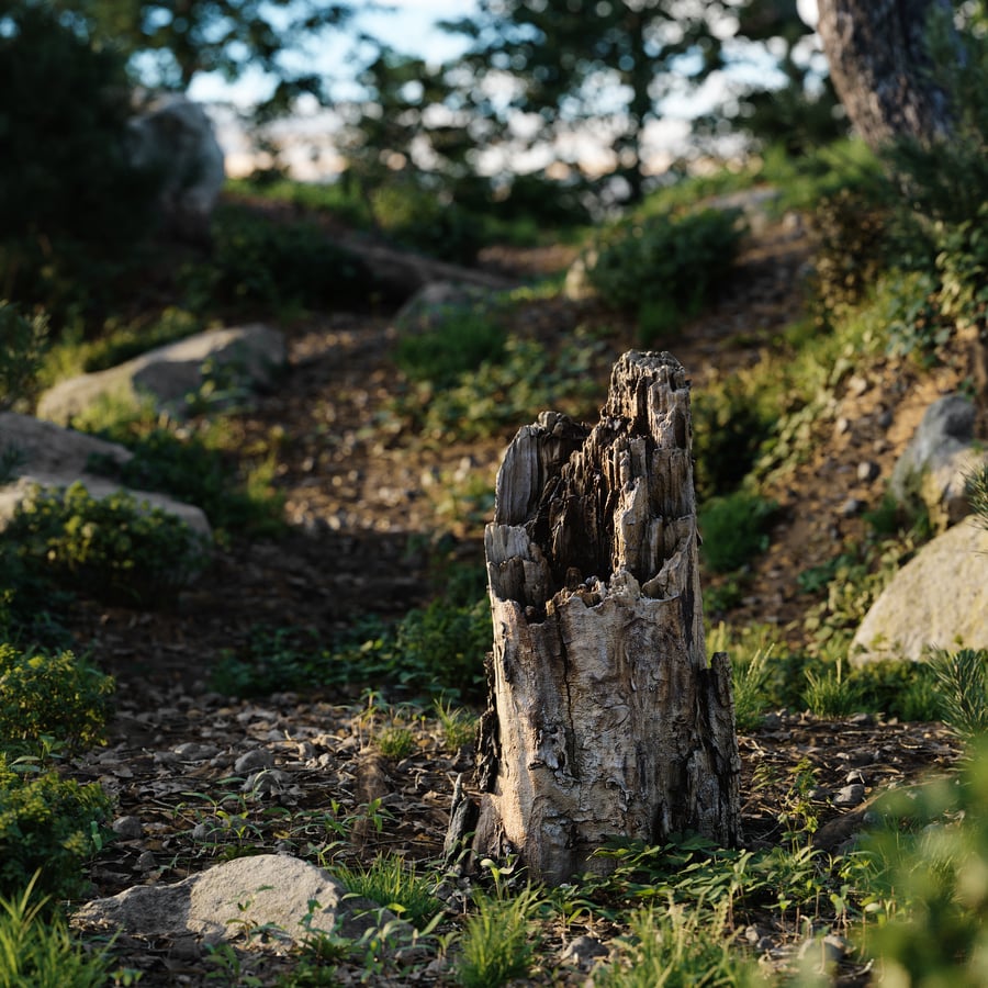 Medium Broken Decaying Stump Model