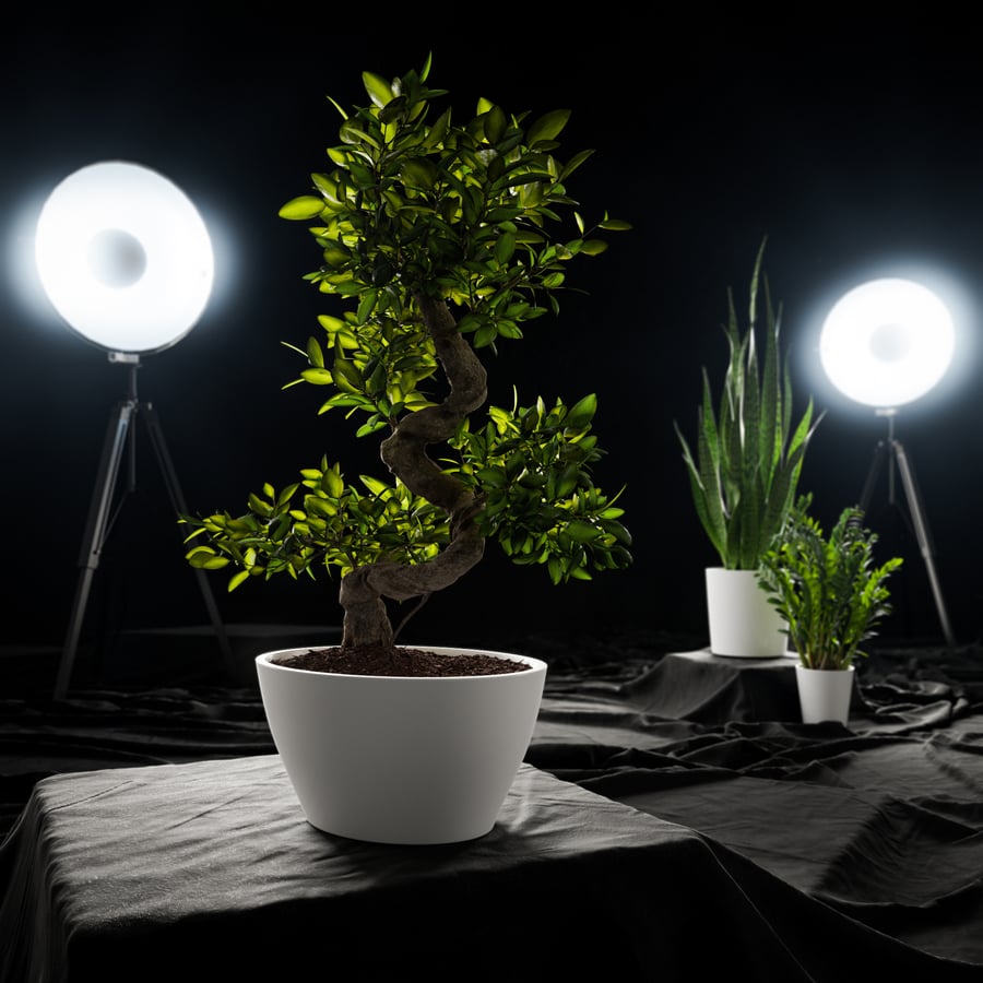 Modelo de planta em vaso bonsai