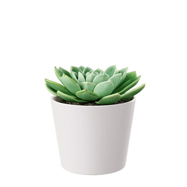Model Tanaman Pot Echeveria Sukulen, Hijau