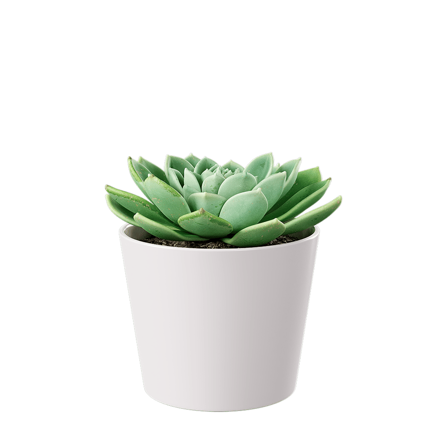 Echeveria Succulent Potted Plant Model, Green