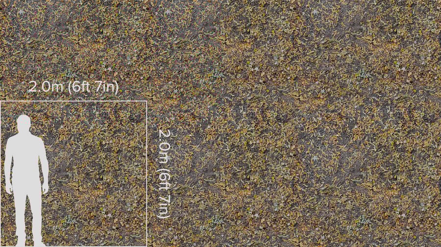 Textura de folhas secas e palha