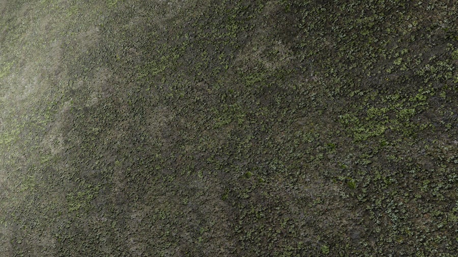 Spotty Rock Moss