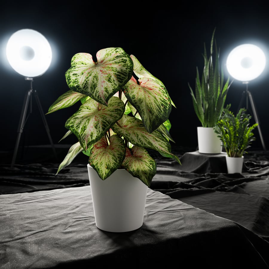Modelo de planta em vaso Caladium, verde pálido