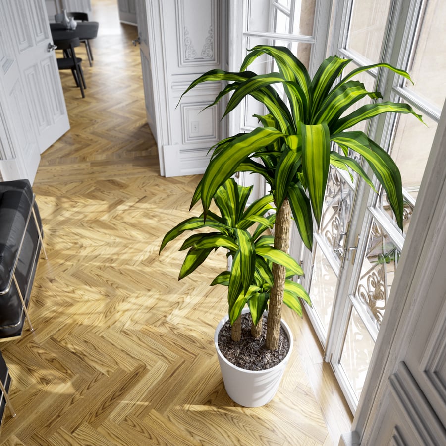 Planta em vaso Dracaena Mass Cane Modelo