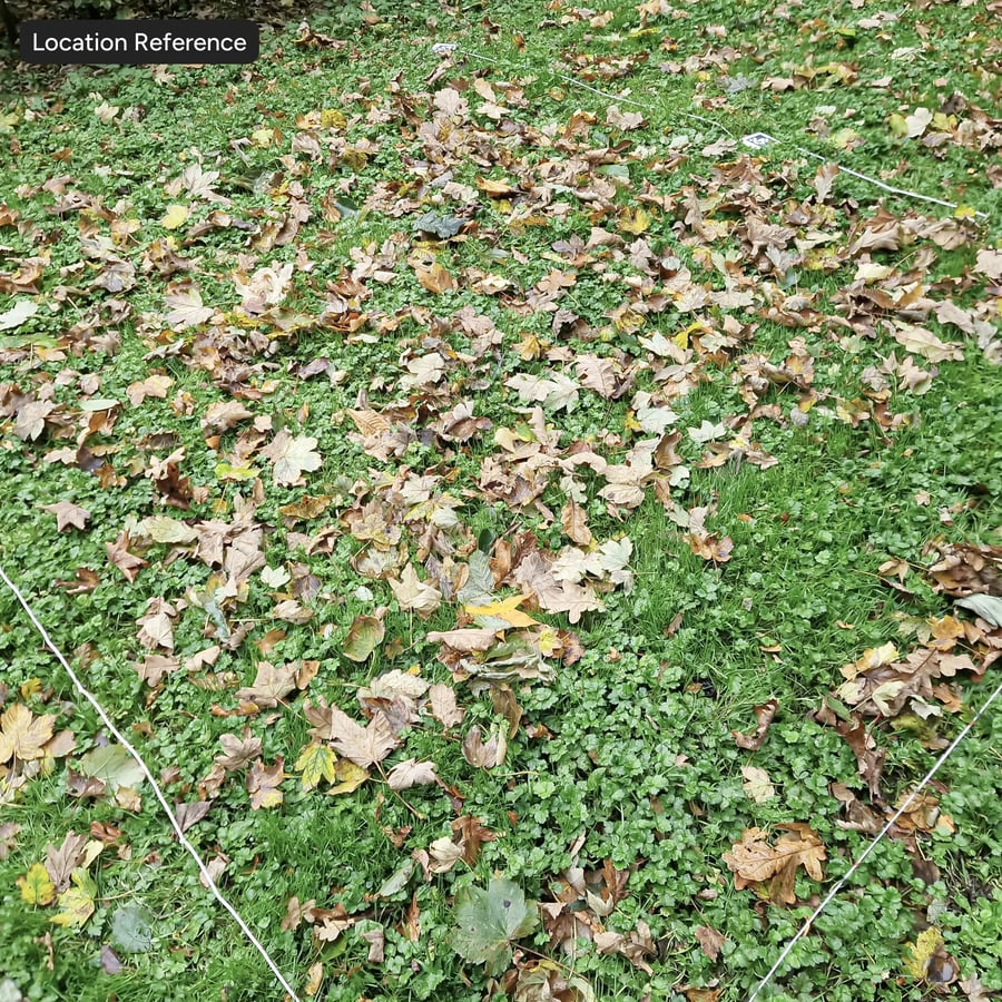 Leaves on Grass Texture