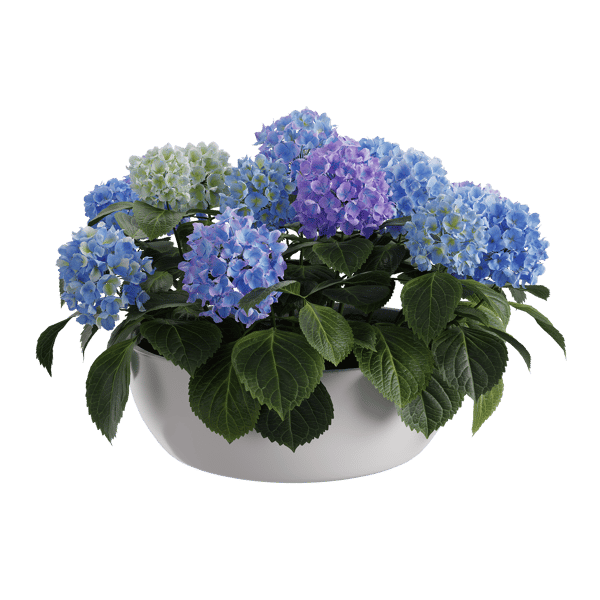 Stor Mophead Hydrangea växtmodell, blå