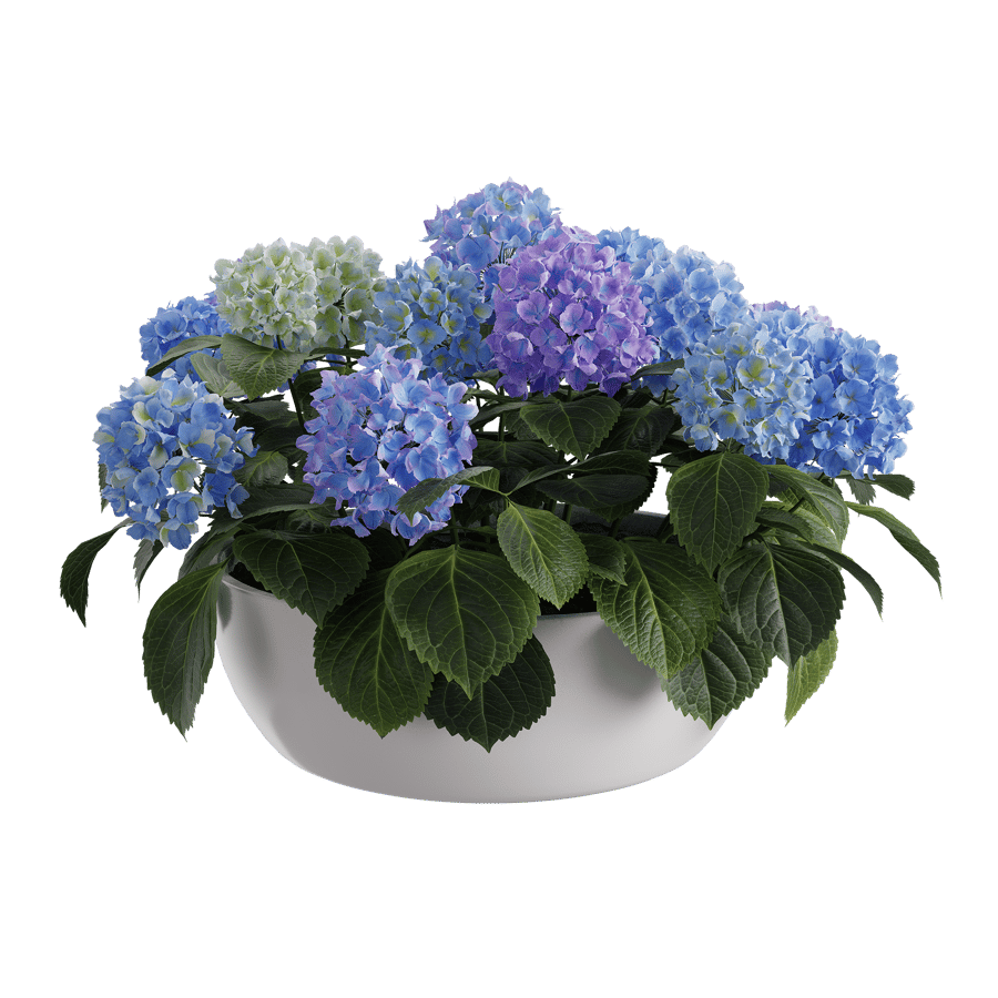 Large Mophead Hydrangea Plant Model, Blue