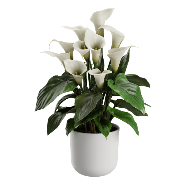 Calla Lily Plant Model