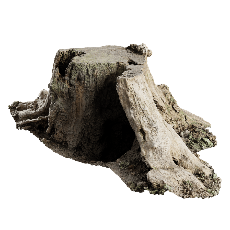 Short Cut Bare Decaying Stump Model