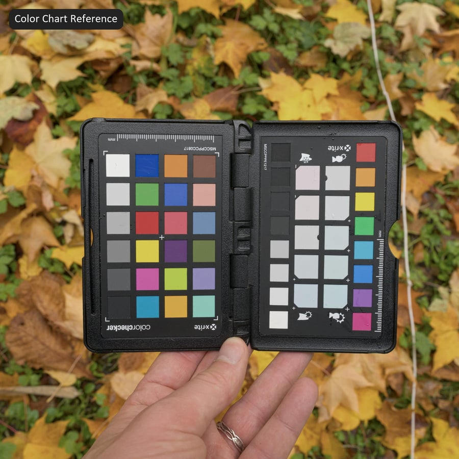 Őszi juharlevelek és lóhere fű textúra